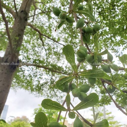 cây bàng Đài Loan trồng trong nhà
