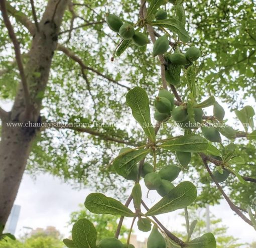 cây bàng Đài Loan trồng trong nhà
