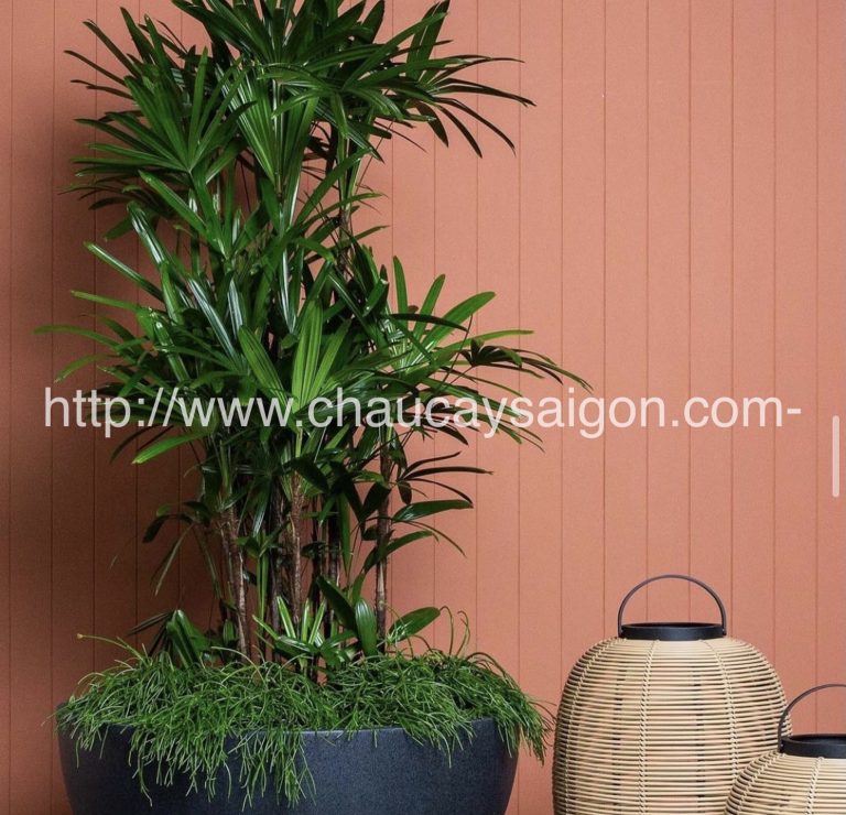 Hướng dẫn trồng và chăm sóc cây mật cật (cây trúc mây) phát triển xanh ...