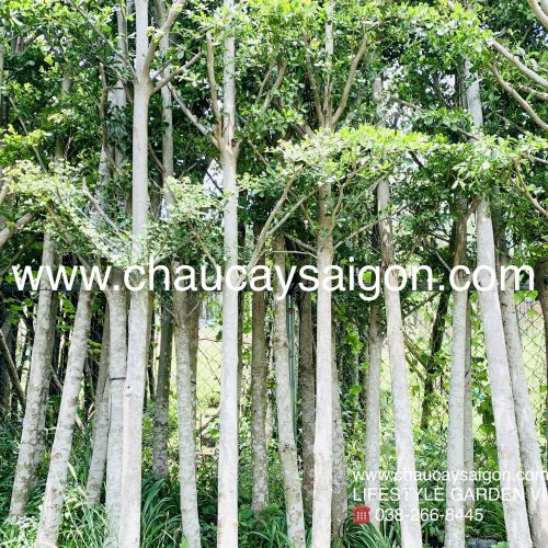 cây bàng Đài Loan giá rẻ