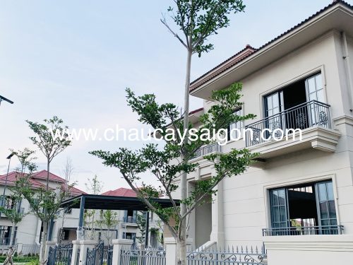 cây bàng Đài Loan giá rẻ